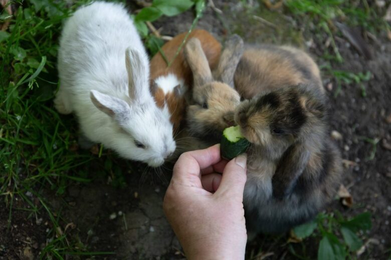 Can Rabbits Eat Cucumbers