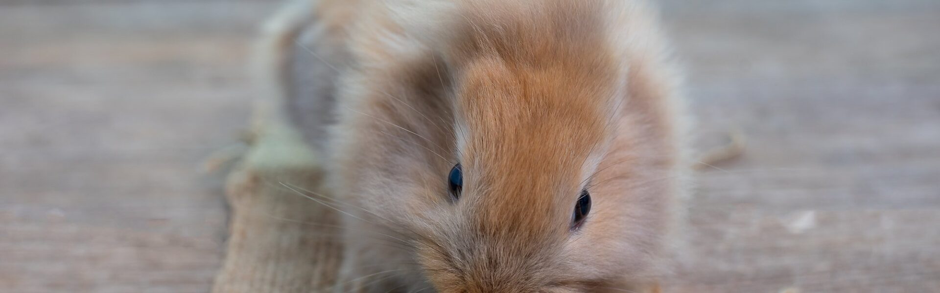 rabbits