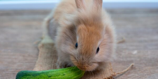 rabbits