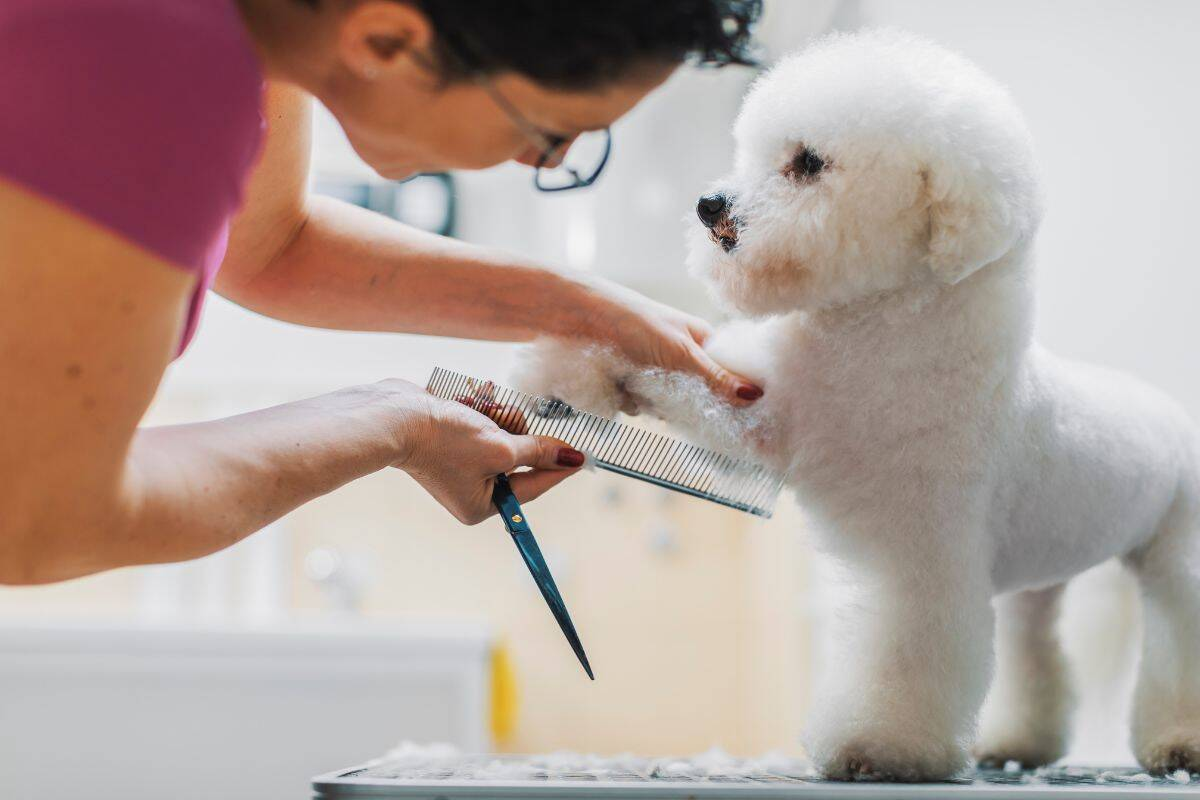 Pet Groomer